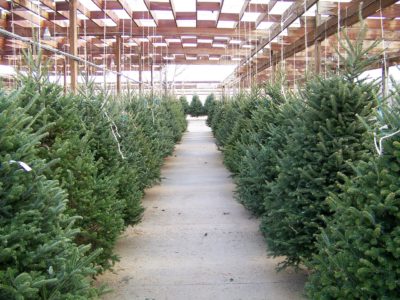 St. Louis Christmas Trees