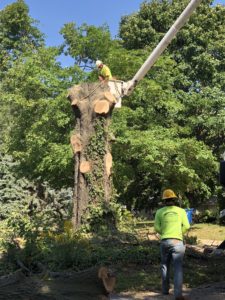 Large Tree Removal St Charles Missouri Hansens Tree Service