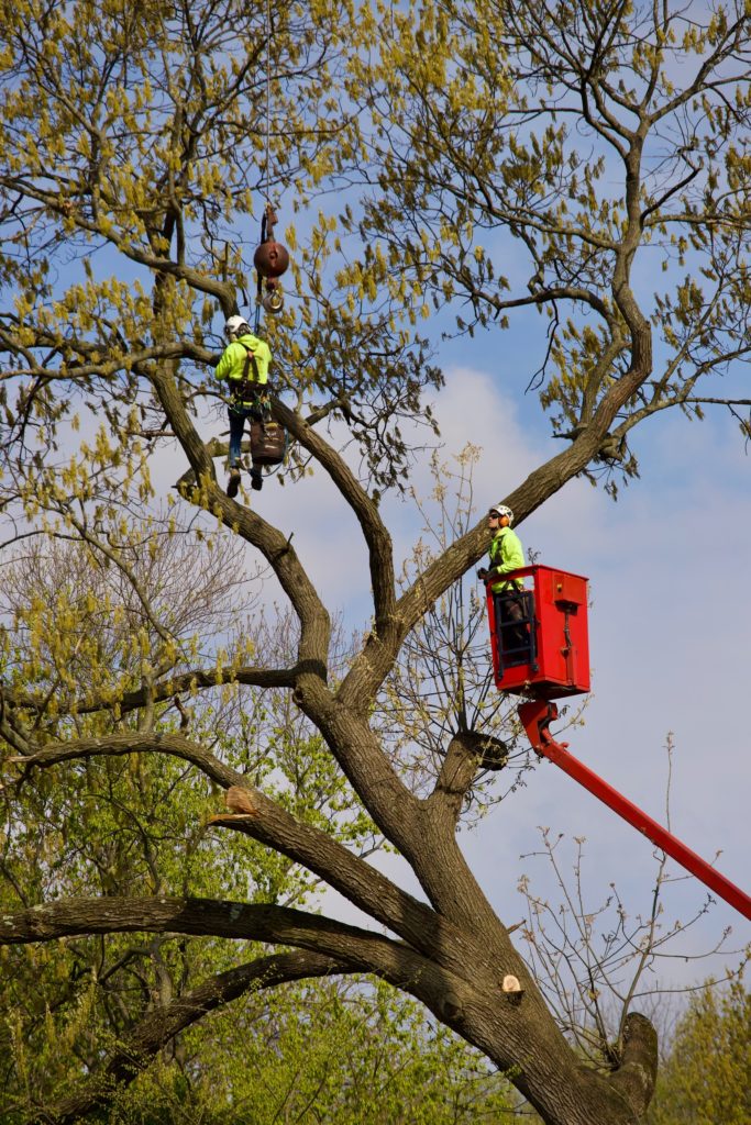 Hansens Tree Service Large Tree Removal