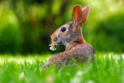 prevent rabbit damage