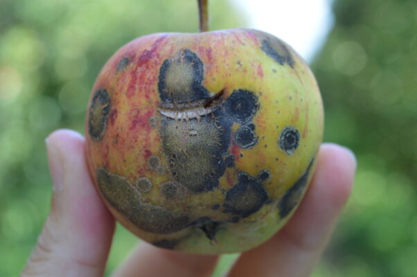 crabapple apple scab