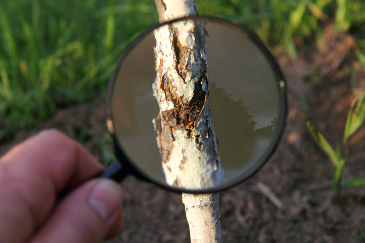 tree inspection