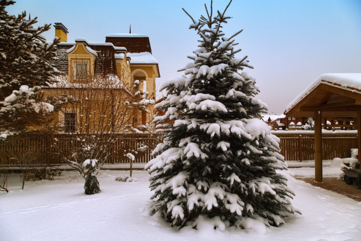 winter tree care