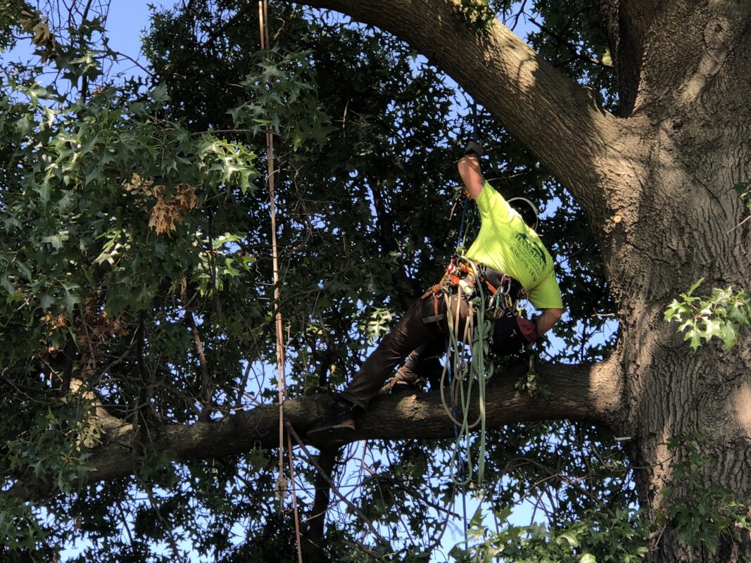 arborist in pin oak tree